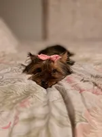 Bella , a female Mini Yorkshire Aussie for sale in Texas City, TX – Photo 2 of 5