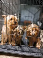 Milo & Abby, a female Mini Yorkshire Aussie for sale in Texas City, TX – Photo 1 of 6