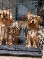 Milo & Abby, a female Mini Yorkshire Aussie for sale in Texas City, TX – Photo 4 of 6