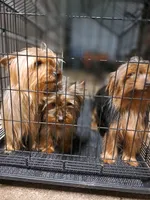 Milo & Abby, a female Mini Yorkshire Aussie for sale in Texas City, TX – Photo 5 of 6