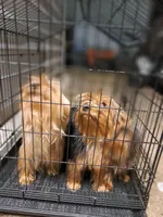 Milo & Abby, a female Mini Yorkshire Aussie for sale in Texas City, TX – Photo 6 of 6