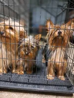 Milo & Abby, a female Mini Yorkshire Aussie for sale in Texas City, TX – Photo 3 of 6