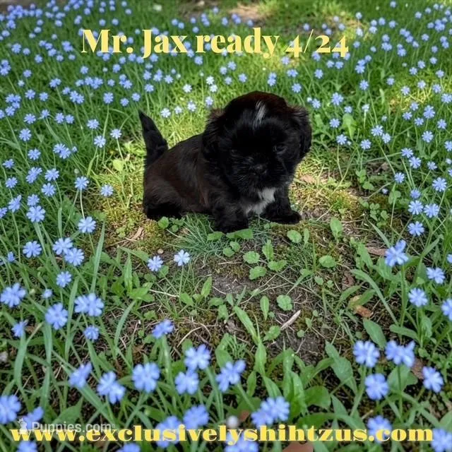 AKC-Mr. Jax – Shih Tzu puppy for sale in Kent, WA