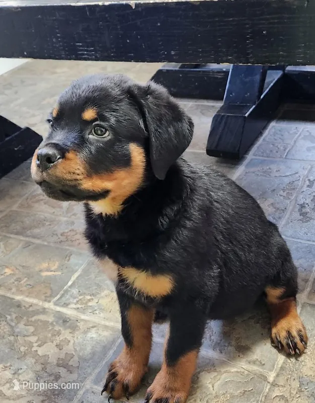 Star, a female Rottweiler for sale in Elkhart, IN – Photo 1 of 1