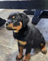 Kong , a female Rottweiler for sale in Elkhart, IN – Photo 4 of 5