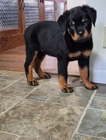 Male, a male Rottweiler for sale in Elkhart, IN – Photo 2 of 4