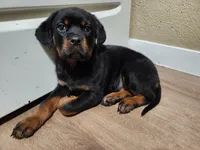 Male, a male Rottweiler for sale in Elkhart, IN – Photo 4 of 4