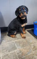Kong , a female Rottweiler for sale in Elkhart, IN – Photo 5 of 5
