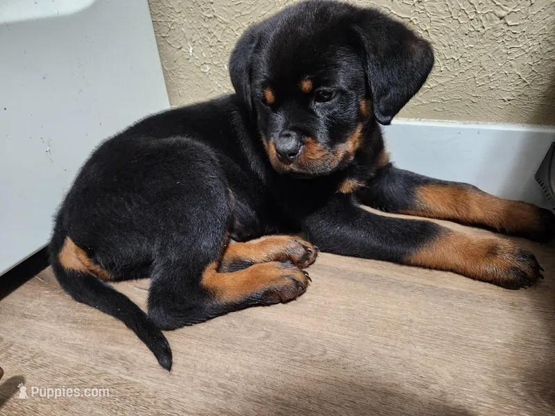Male – Rottweiler puppy for sale in Elkhart, IN