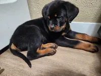 Male, a male Rottweiler for sale in Elkhart, IN – Photo 1 of 4