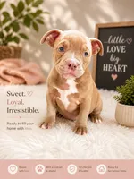 Pelona, a female American Bully for sale in San Mateo, CA – 1 of 1