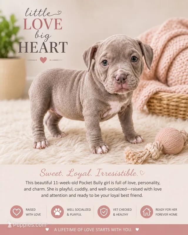 Xotchi – American Bully puppy for sale in San Mateo, CA