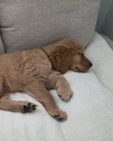 Alfredo, a male Golden Retriever for sale in Racine, WI – 3 of 10