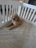Alfredo, a male Golden Retriever for sale in Racine, WI – 4 of 10
