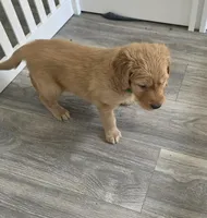 Pesto, a male Golden Retriever for sale in Racine, WI – Photo 2 of 2