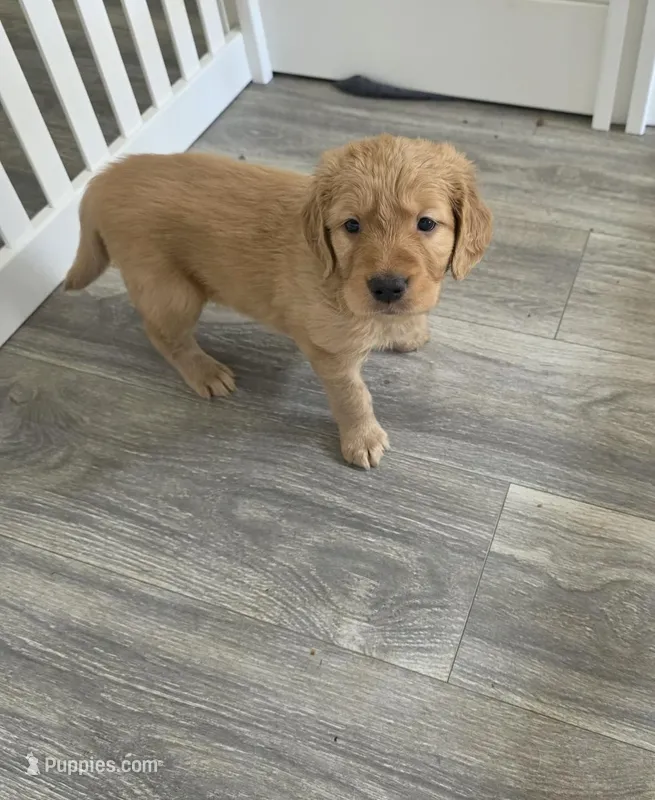 Pesto – Golden Retriever puppy for sale in Racine, WI