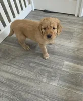 Pesto, a male Golden Retriever for sale in Racine, WI – Photo 1 of 2