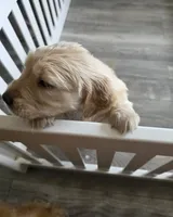 Ravioli, a female Golden Retriever for sale in Racine, WI – Photo 3 of 4