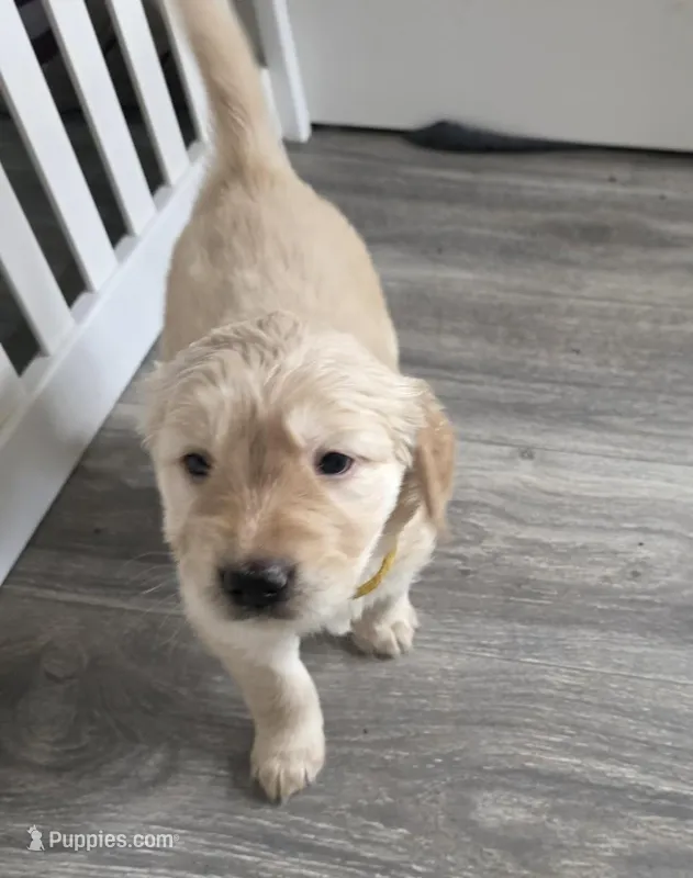 Ravioli – Golden Retriever puppy for sale in Racine, WI