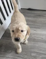 Ravioli, a female Golden Retriever for sale in Racine, WI – Photo 1 of 4