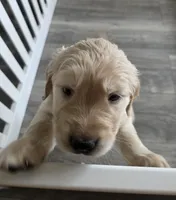 Ravioli, a female Golden Retriever for sale in Racine, WI – Photo 2 of 4