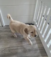Ravioli, a female Golden Retriever for sale in Racine, WI – Photo 4 of 4