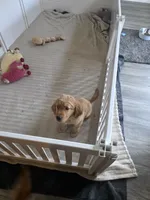 Alfredo, a male Golden Retriever for sale in Racine, WI – 6 of 10