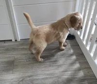 Macaroni, a female Golden Retriever for sale in Racine, WI – Photo 2 of 2