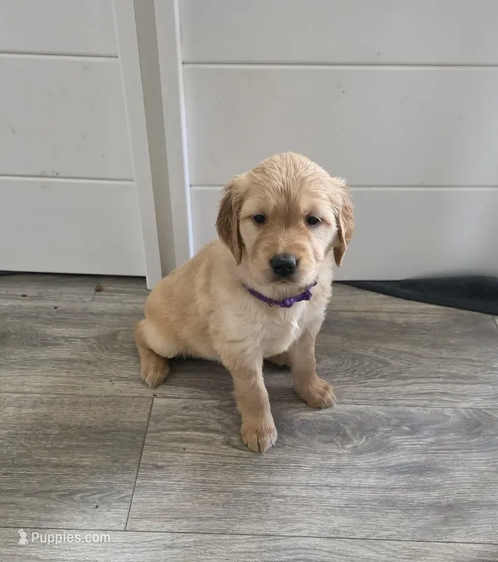 Macaroni – Golden Retriever puppy for sale in Racine, WI