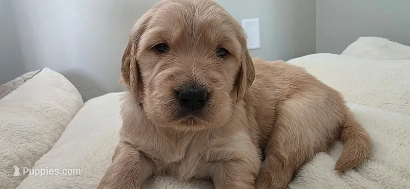 Macaroni – Golden Retriever puppy for sale in Kenosha, WI