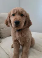 Alfredo, a male Golden Retriever for sale in Racine, WI – 2 of 10