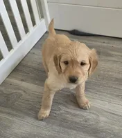 Spaguetti, a female Golden Retriever for sale in Racine, WI – Photo 3 of 3