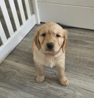 Spaguetti, a female Golden Retriever for sale in Racine, WI – Photo 2 of 3