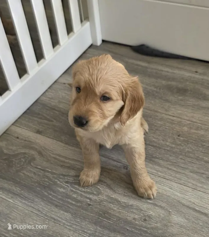 Spaguetti – Golden Retriever puppy for sale in Racine, WI