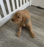 Farfalle , a female Golden Retriever for sale in Racine, WI – Photo 2 of 2