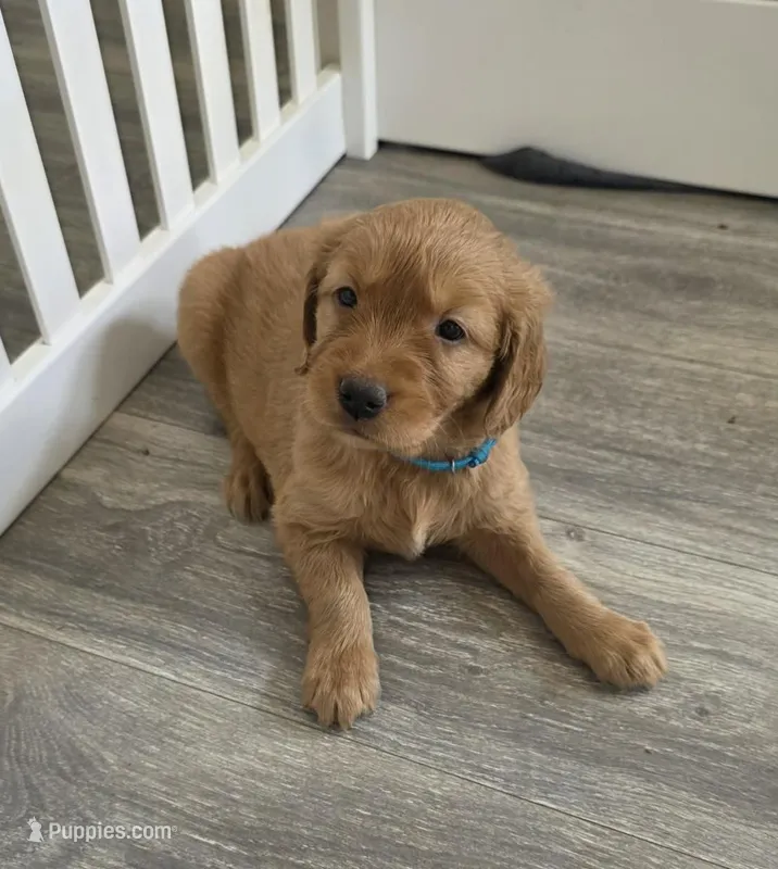 Farfalle  – Golden Retriever puppy for sale in Racine, WI