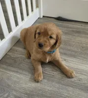 Farfalle , a female Golden Retriever for sale in Racine, WI – Photo 1 of 2