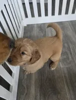 Alfredo, a male Golden Retriever for sale in Racine, WI – Photo 4 of 4