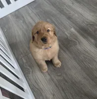 Alfredo, a male Golden Retriever for sale in Racine, WI – Photo 2 of 4