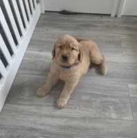 Alfredo, a male Golden Retriever for sale in Racine, WI – Photo 3 of 4