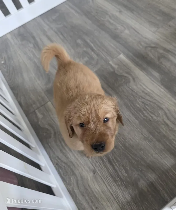 Alfredo – Golden Retriever puppy for sale in Racine, WI