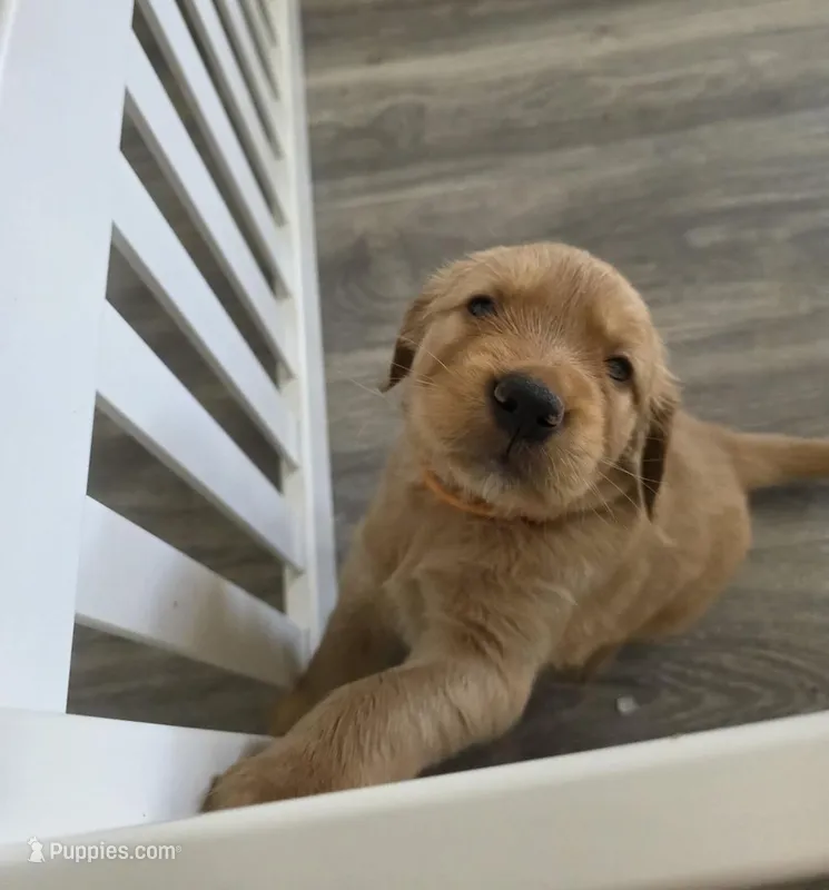 Meatball  – Golden Retriever puppy for sale in Racine, WI