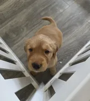 Meatball , a male Golden Retriever for sale in Racine, WI – Photo 2 of 3