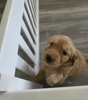 Meatball , a male Golden Retriever for sale in Racine, WI – Photo 3 of 3