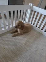 Alfredo, a male Golden Retriever for sale in Racine, WI – 5 of 10