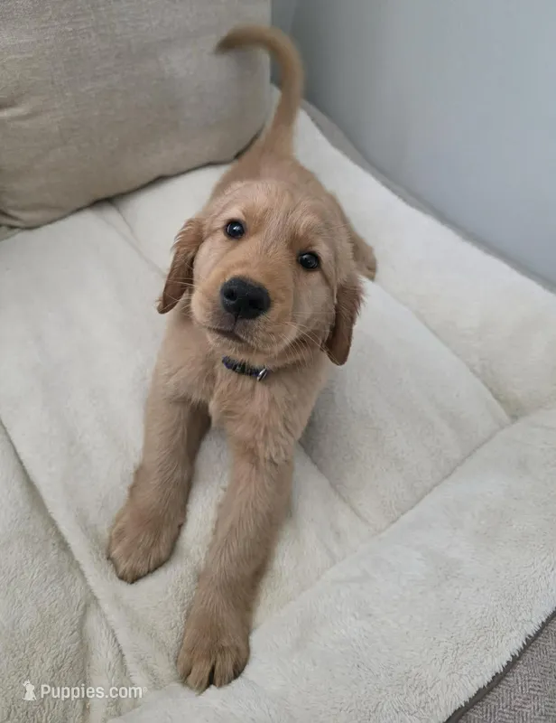 Alfredo – Golden Retriever puppy for sale in Racine, WI