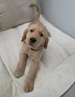 Alfredo, a male Golden Retriever for sale in Racine, WI – 1 of 10