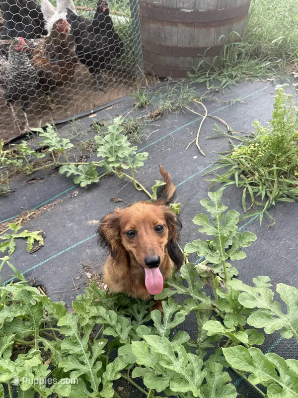 Duke – Miniature Dachshund puppy for sale in Knoxville, TN