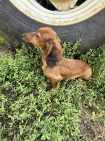 Duke, a male Miniature Dachshund for sale in Knoxville, TN – 2 of 5