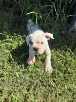 Cap (Captain Jack), a male Olde English Bulldogge for sale in Knoxville, TN – Photo 2 of 3